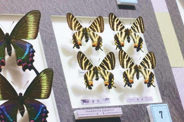 ✨【後編】岐阜大仏と光のアート!<BR>伝統と革新が交差する川原町で心ときめく、<BR>岐阜城下町女子旅 | その他